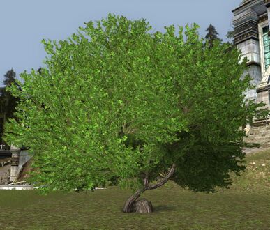 Terebinth Tree