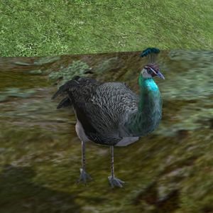 Green Peahen