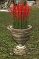 Potted Red Hawfingers