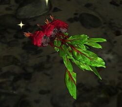 Image of Beets