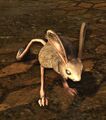 Jerboa