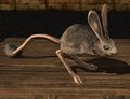 Jerboa