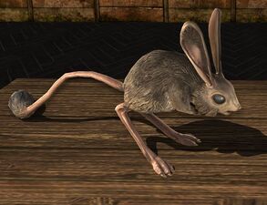 Jerboa