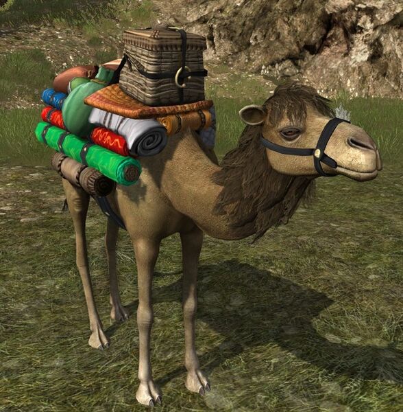 Camel