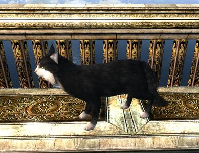 Item:Tome of the Charming Feline 