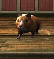 Sienna Hamster