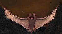 Great-bats and their smaller kin the Rabid Ruins-bats can be found in Dor Amarth, on the Plateau of Gorgoroth.
