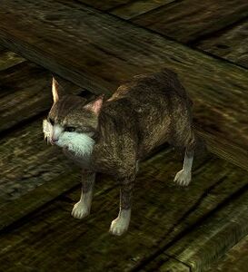 Image of Sassy Cat