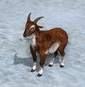 Sienna Goat