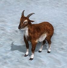 Sienna Goat