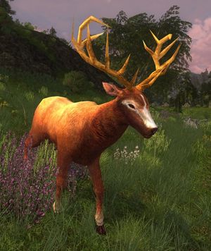 Dale-lands Stag.jpg