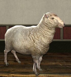Puffy Sheep