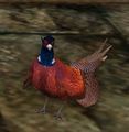 Male Spring Pheasant