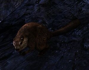 Image of Building Beaver