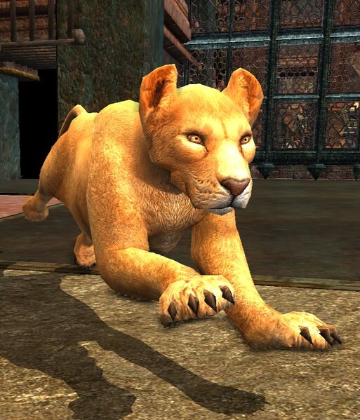 File:Charging Lioness.jpg