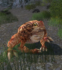 Slippery Toad.jpg