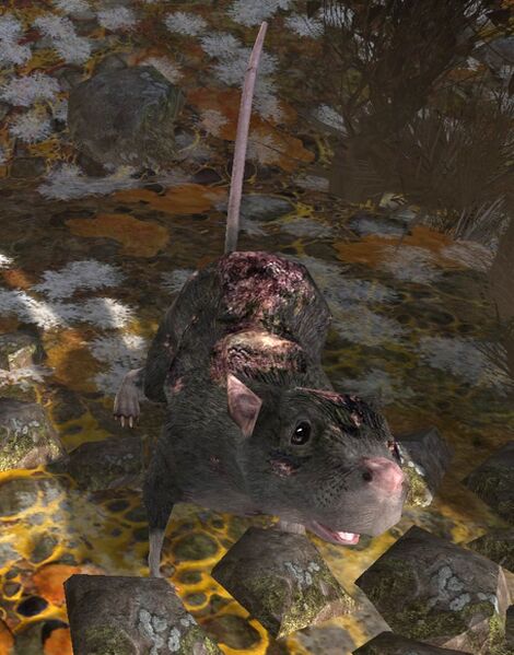 File:Adagím Rat.jpg