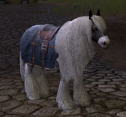 Snow-dusted Farm-yard Horse