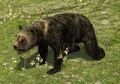 Brown Bear Cub