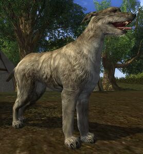 Image of Wolf