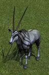 Striped Oryx