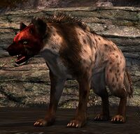 Blood-muzzle Grey Hyena Appearance