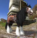 Homesteader's Draught Horse