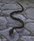 Pebbled Snake