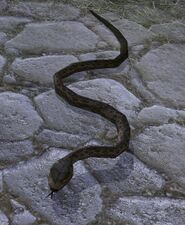 Pebbled Snake