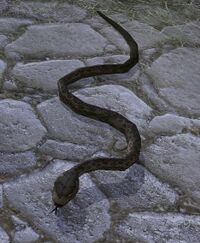 Pebbled Snake