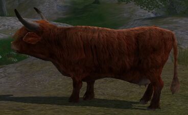 A typical Dun Ox of Enedwaith.