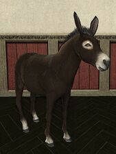 Wild Chocolate Donkey