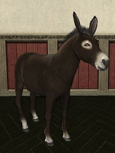 Wild Chocolate Donkey