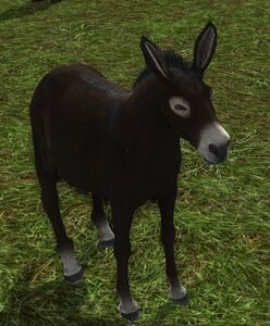 Wild Chocolate Donkey