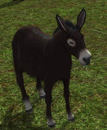 Wild Chocolate Donkey