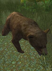 Image of Bear Cub