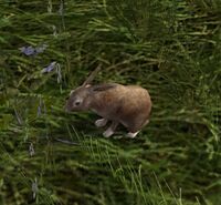 Mottled Hare.jpg