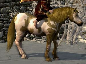 Overo Coat: Dark Bay