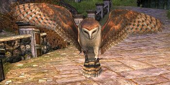 Golden Barn Owl Lotro Wiki Com