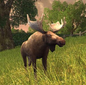 Moose, TheHunter: Call of the Wild Wiki