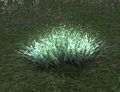 Light Green Fungal Grass