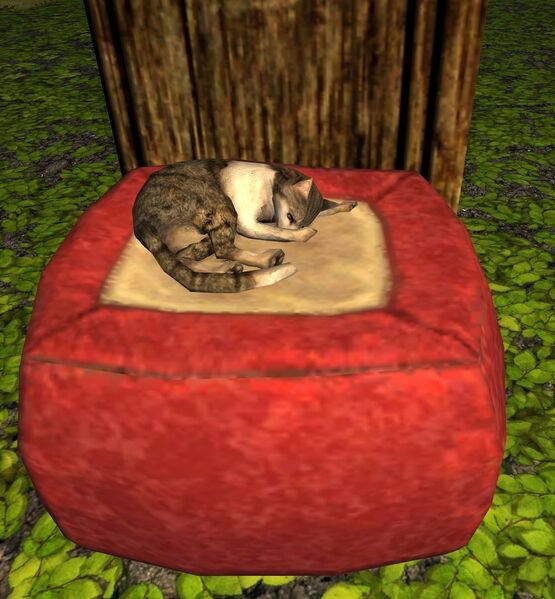 File:Whiteshirt Cat on a Cushion.jpg