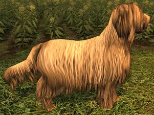 Herding Dog of the Rohirrim