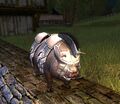 Battle-adorned Pig