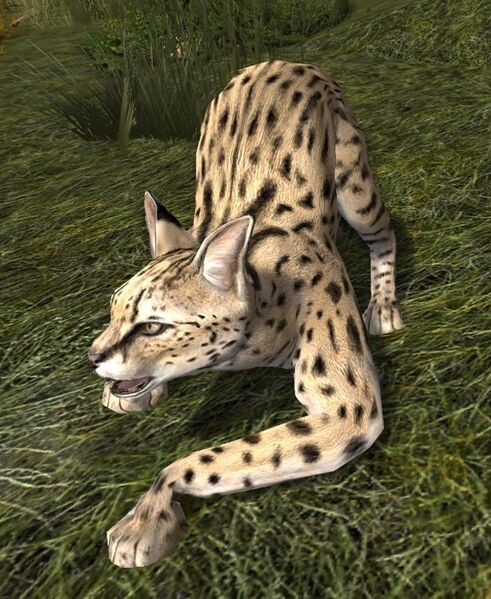 File:Wild Serval.jpg