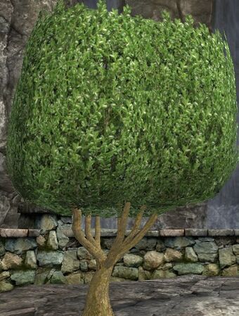 Small Cube-shaped Topiary