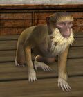 Jaunty Monkey