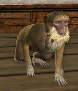 Pet