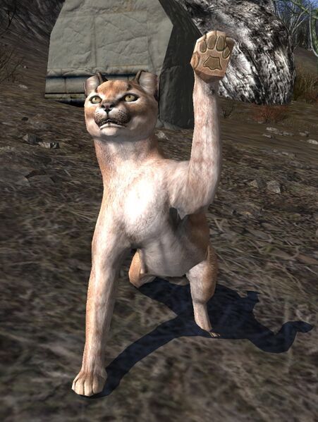 File:Khûdi Caracal.jpg