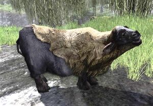 Vale Calf.jpg
